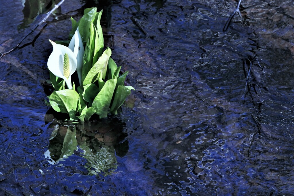 白い貴婦人(水芭蕉Ⅱ）