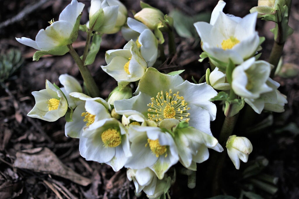 ヘレボルス　ニゲル