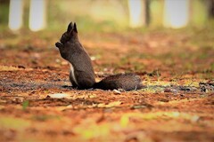 晩秋の中のエゾリス(蔵出、再投稿）