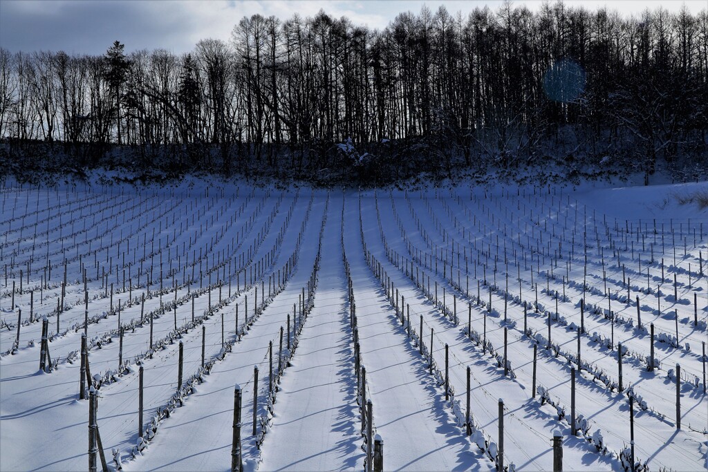 冬のブドウ畑