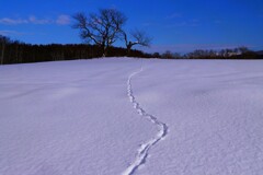 雪の獣道