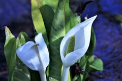 白い貴婦人(水芭蕉Ⅱ）