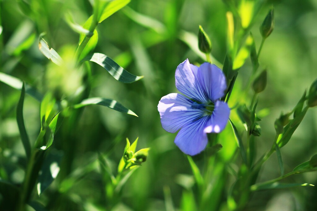 亜麻の花