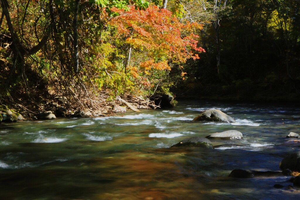 定山渓白井川渓流