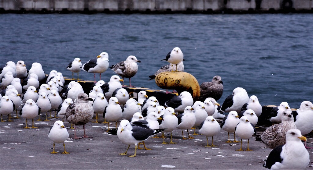 皆一緒に(再投稿）