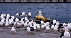 皆一緒に(再投稿）