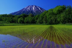 今年も豊作かな～
