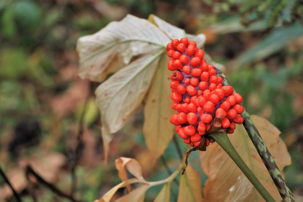 マムシ草の実
