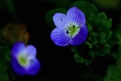 f春の花（オオイヌノフグリ）