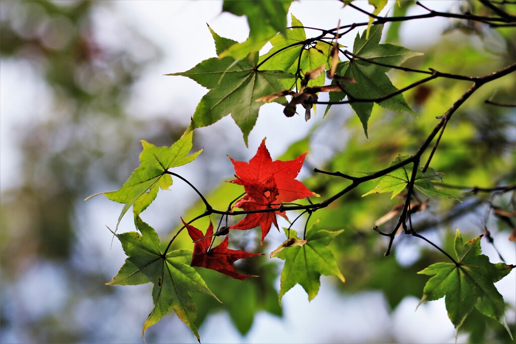 もう少しで秋到来
