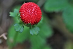 野イチゴ