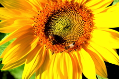 残り少ない季節花粉を求め