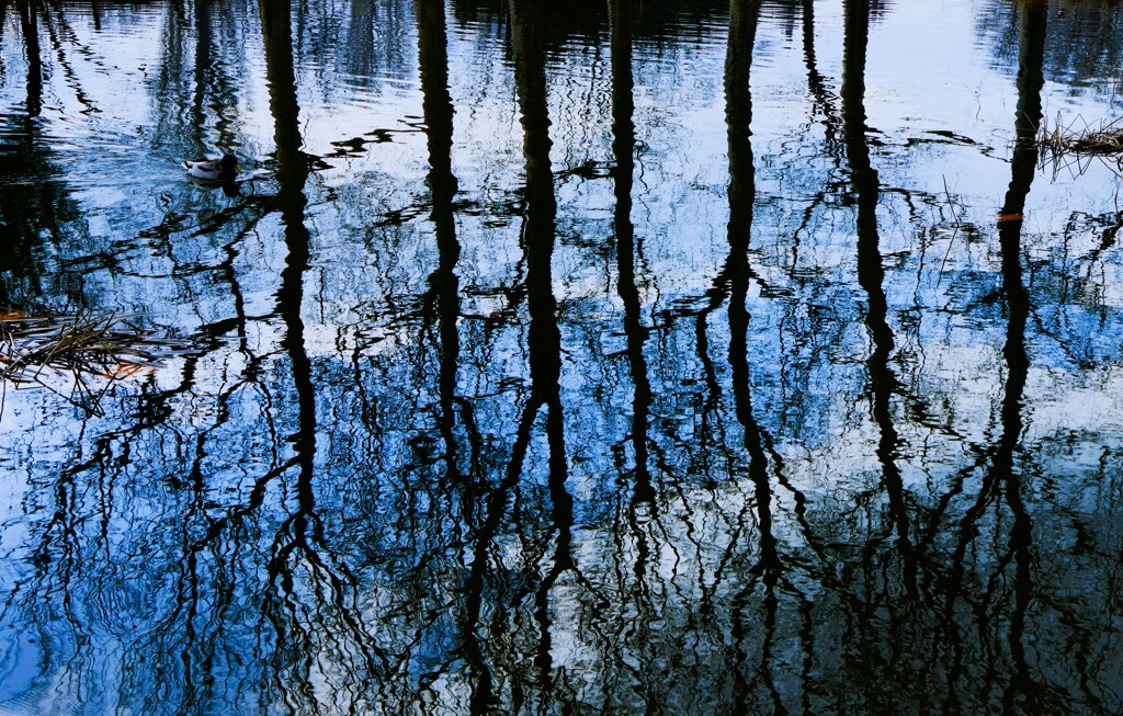 揺らぐ夢うつつ