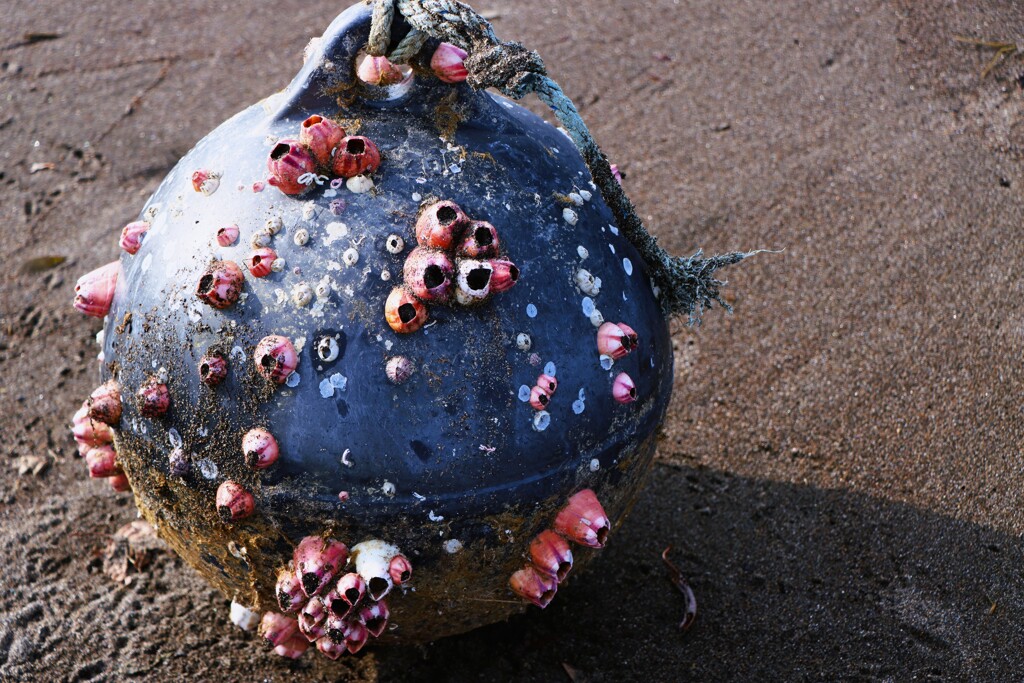 魚業用浮とフジツボ