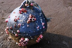 魚業用浮とフジツボ