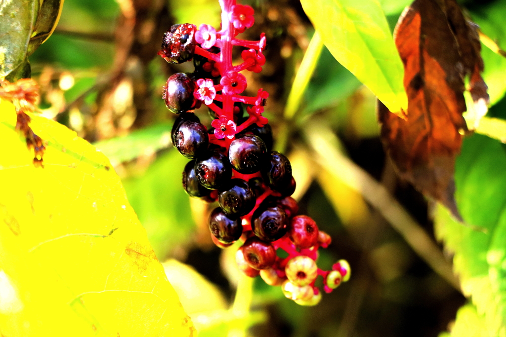 塾したヨウシュウヤマゴボウ