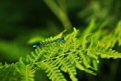 エゾイトトンボ