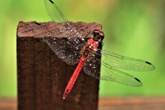 september rain(9月の雨）