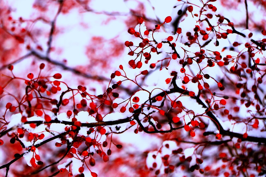 赤い実（蔵出、再投稿）