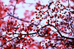 赤い実（蔵出、再投稿）