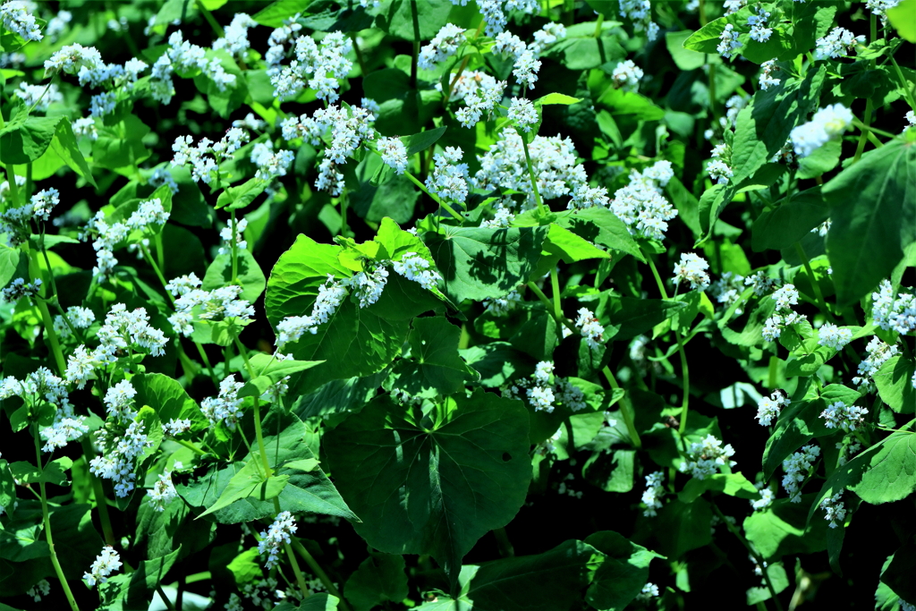 白い蕎麦の花