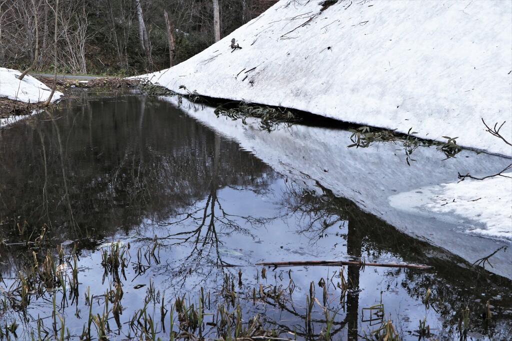 雪解けの雪映