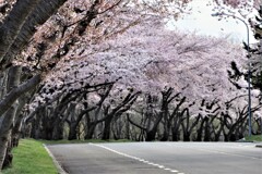 桜Ⅳ（戸田記念墓地公園)