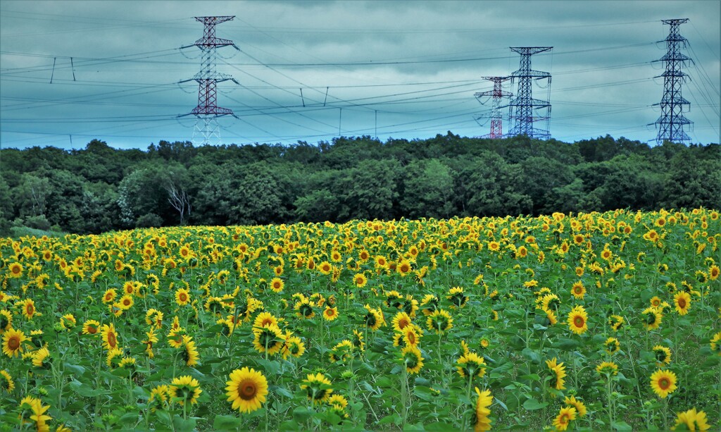 ヒマワリ畑と特高
