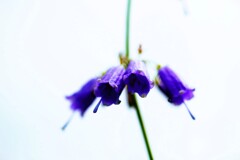 野に咲く花