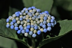 蕾(紫陽花）