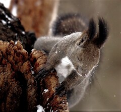 耳をすませば冬の音(蔵出）