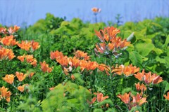 エゾスカシユリ