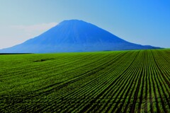 秋植小麦と羊蹄山