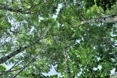 みやげてごらん(新緑）