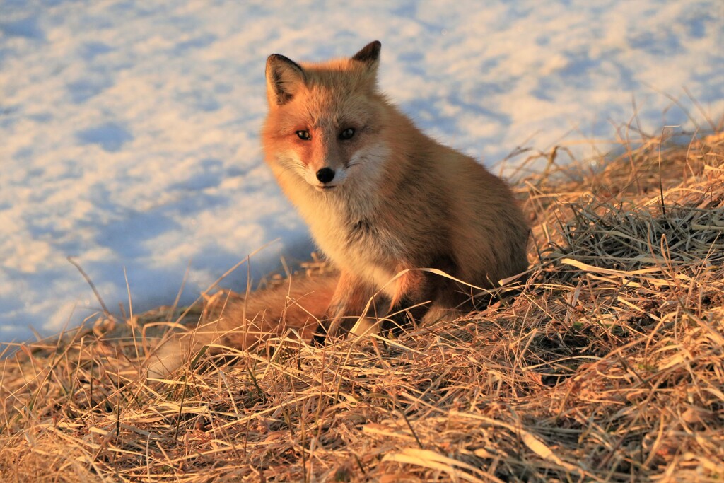 キタキツネ物語Ⅱ（夕陽の中）