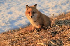 キタキツネ物語Ⅱ（夕陽の中）