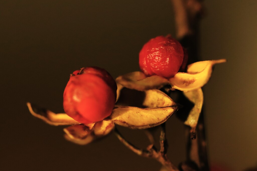 ツルウメモドキ