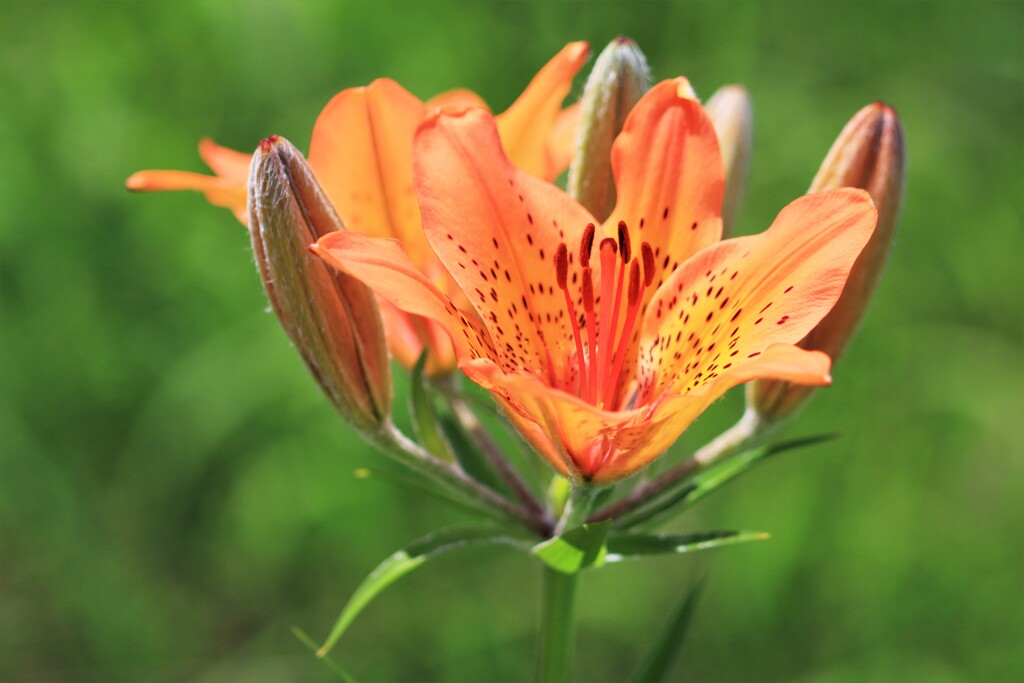 エゾスカシユリ