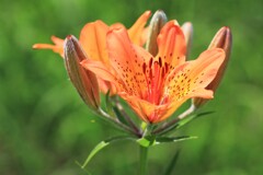 エゾスカシユリ