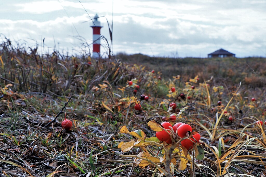 晩秋の石狩灯台とハマナスの実