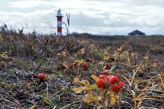 晩秋の石狩灯台とハマナスの実