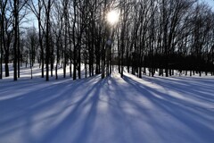 前田森林公園(木影）