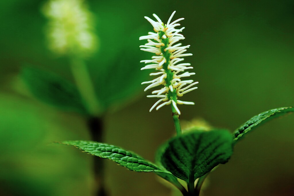 ヒトリシズカ（最終UP)