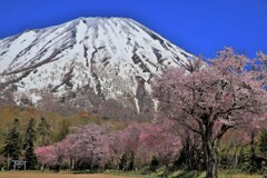 羊蹄山と桜