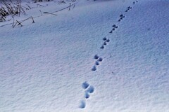 今年の干支の足跡