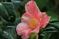 椿咲く春なのに♪