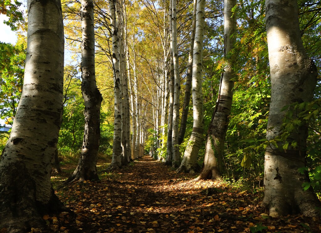 2023年10月白樺並木