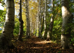 2023年10月白樺並木