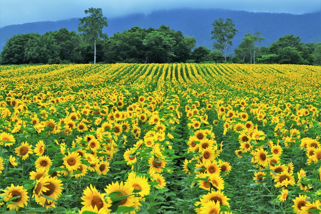 ヒマワリ畑