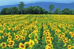 ヒマワリ畑